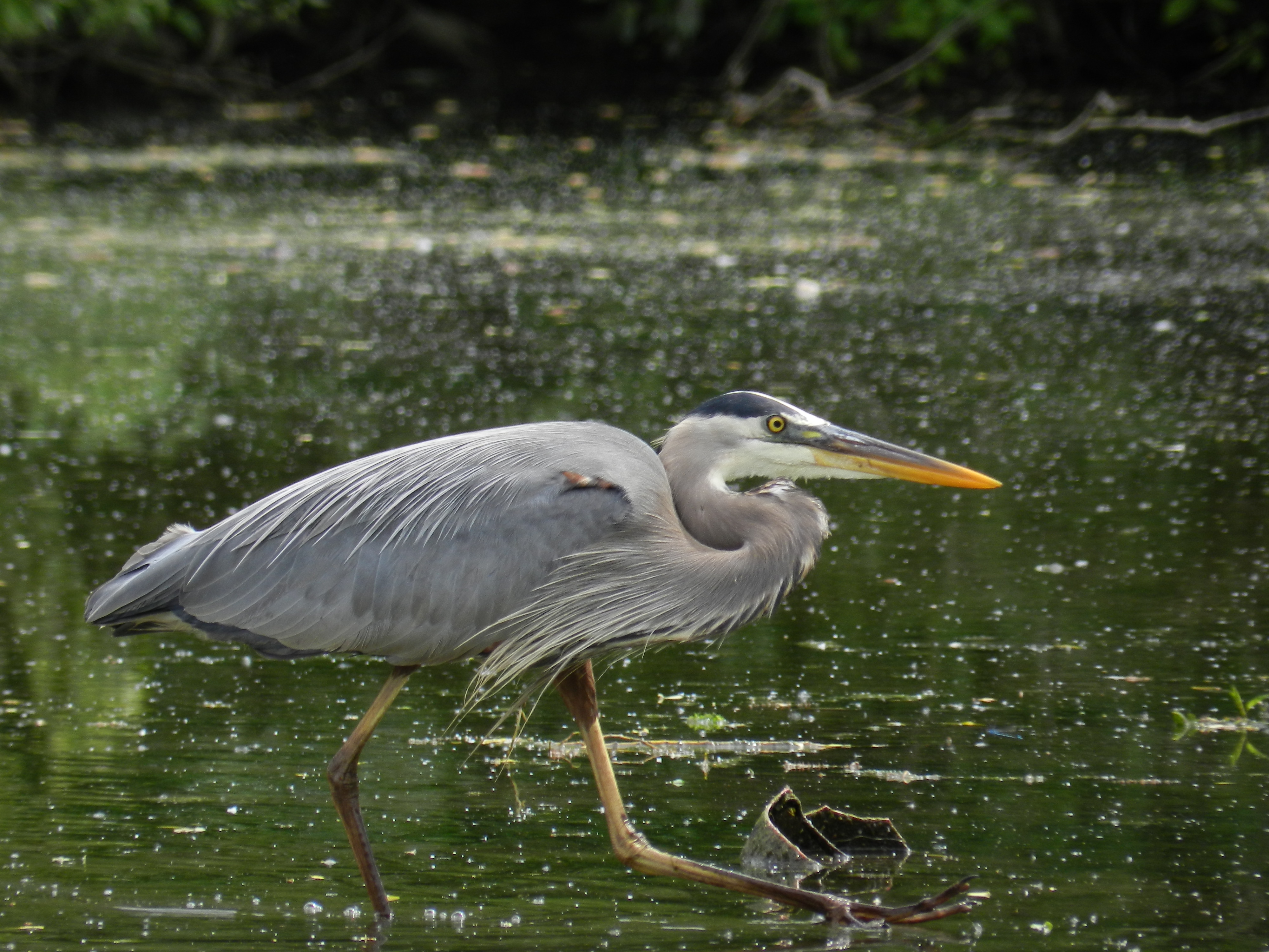 heron crouch in waterloo